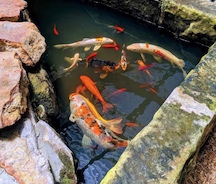 Hornsby-NSW-Koi.jpg